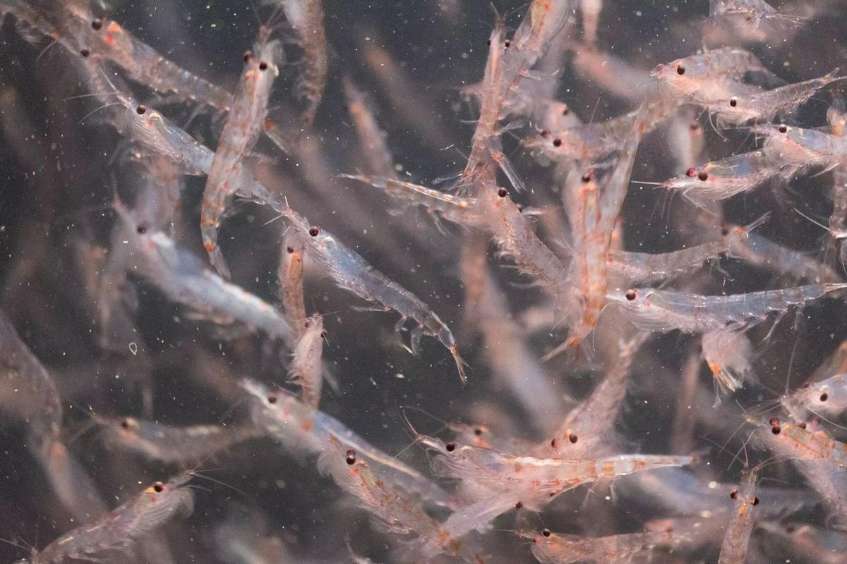 Le krill est un petit crustacé ressemblant à une crevette.