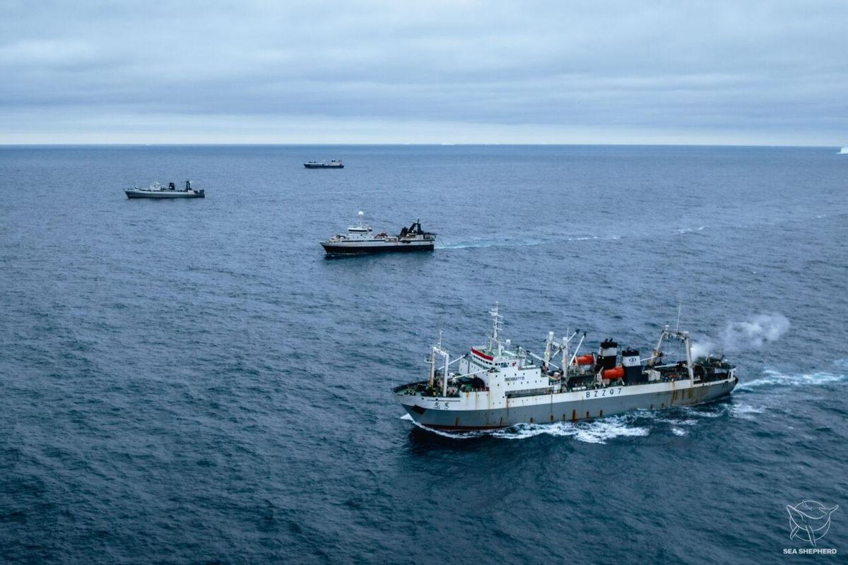 Navires de pêche à la recherche de krill dans les eaux antarctiques