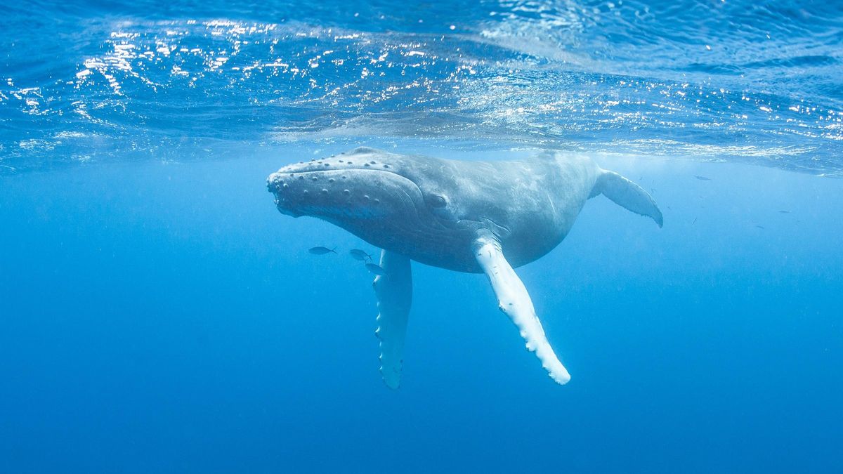 La ballena jorobada se alimenta de krill