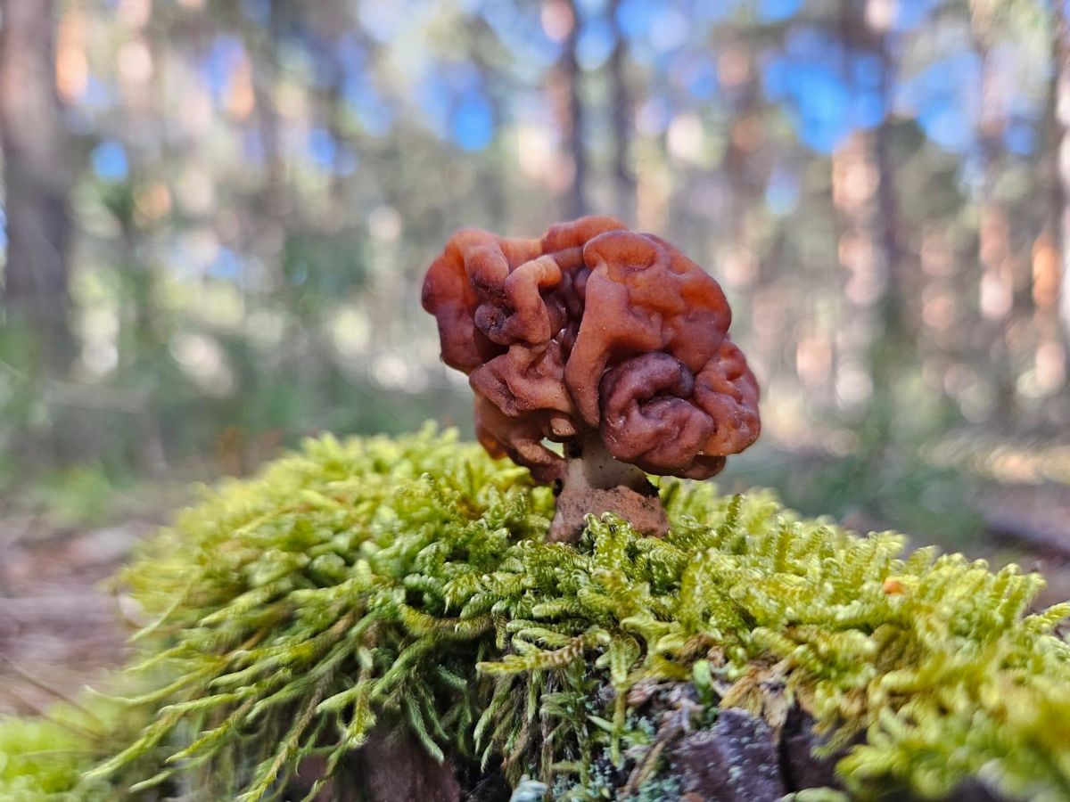 Gyromitra Esculenta, une des variétés « très toxiques ».