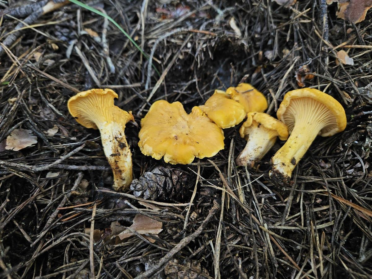 Cantharellus Cibarius, « excellent comestible ».