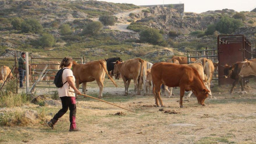 Una ganadera sanabresa vigila a su cabaña de animales.