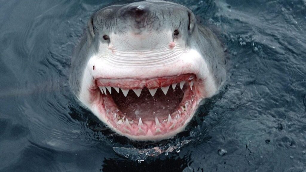 Los dientes de los tiburones están desgastándose por la acidificación de los mares