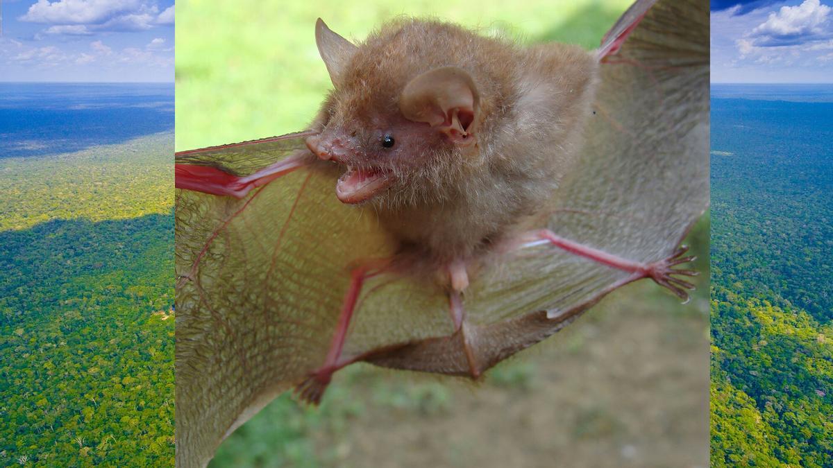 El 'Murina baletei', una de las especies descubiertas