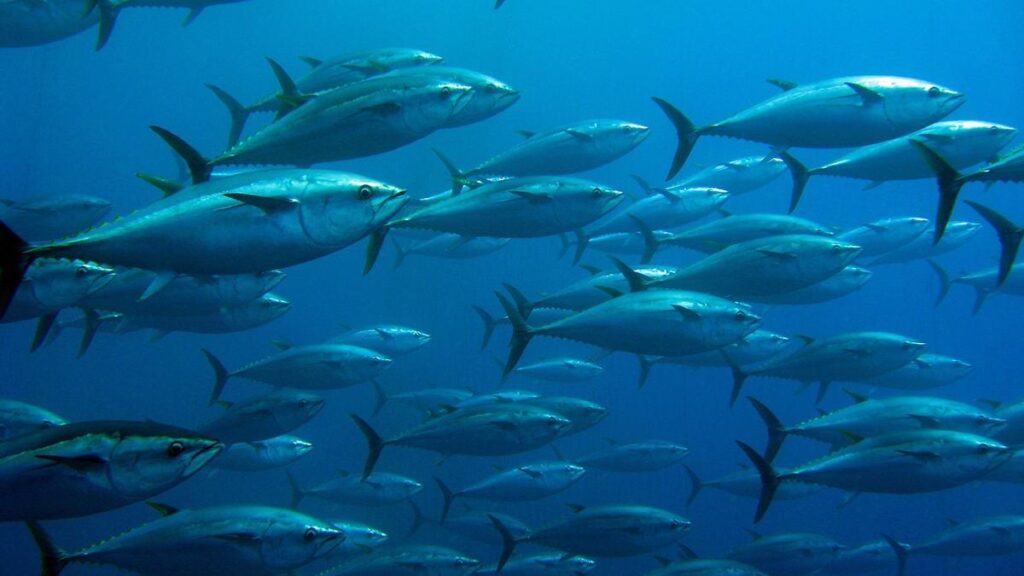 El atún rojo en el Mediterráneo ha experimentado una gran recuperación