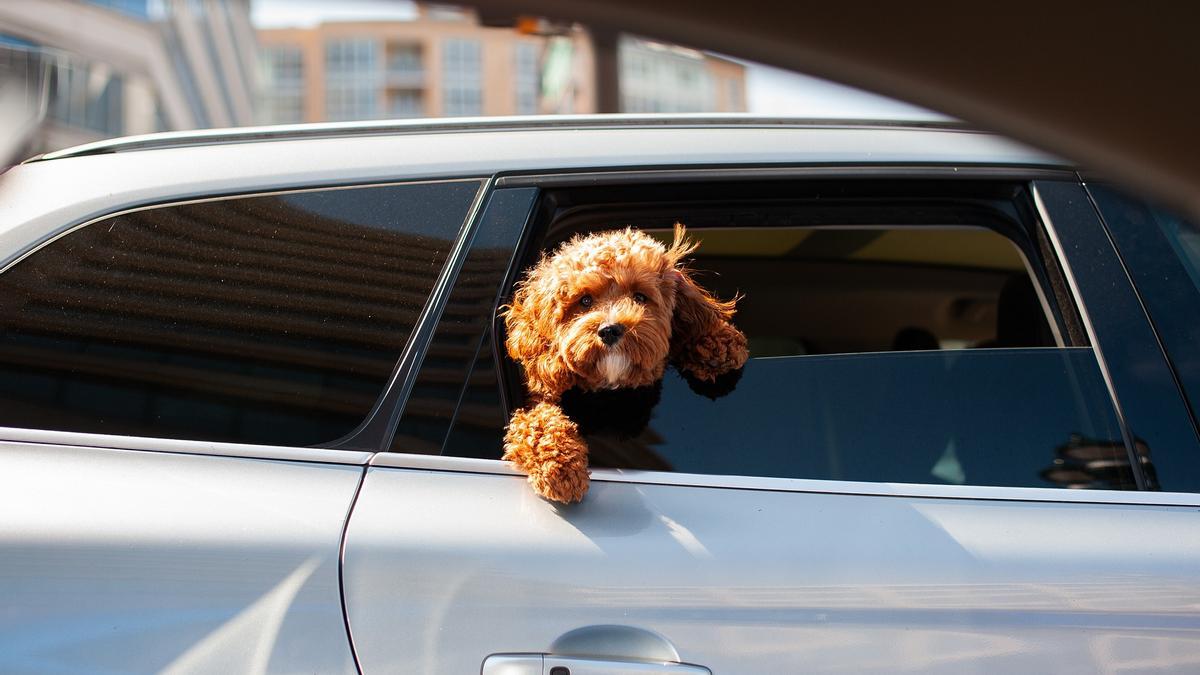 Dos estudios desvelan la gran antigüedad de las razas de perro