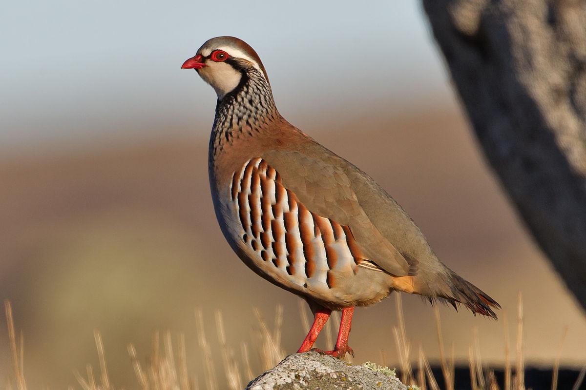 La perdrix rouge, menacée par l'hybridation et la chasse excessive