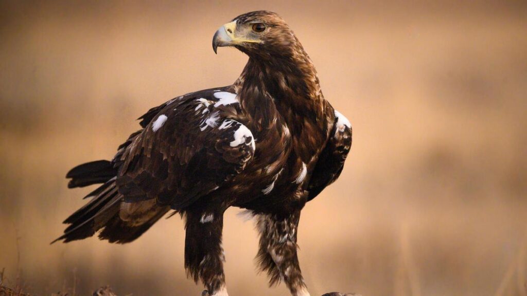 El águila imperial, una de las especies que mejora su situación en España