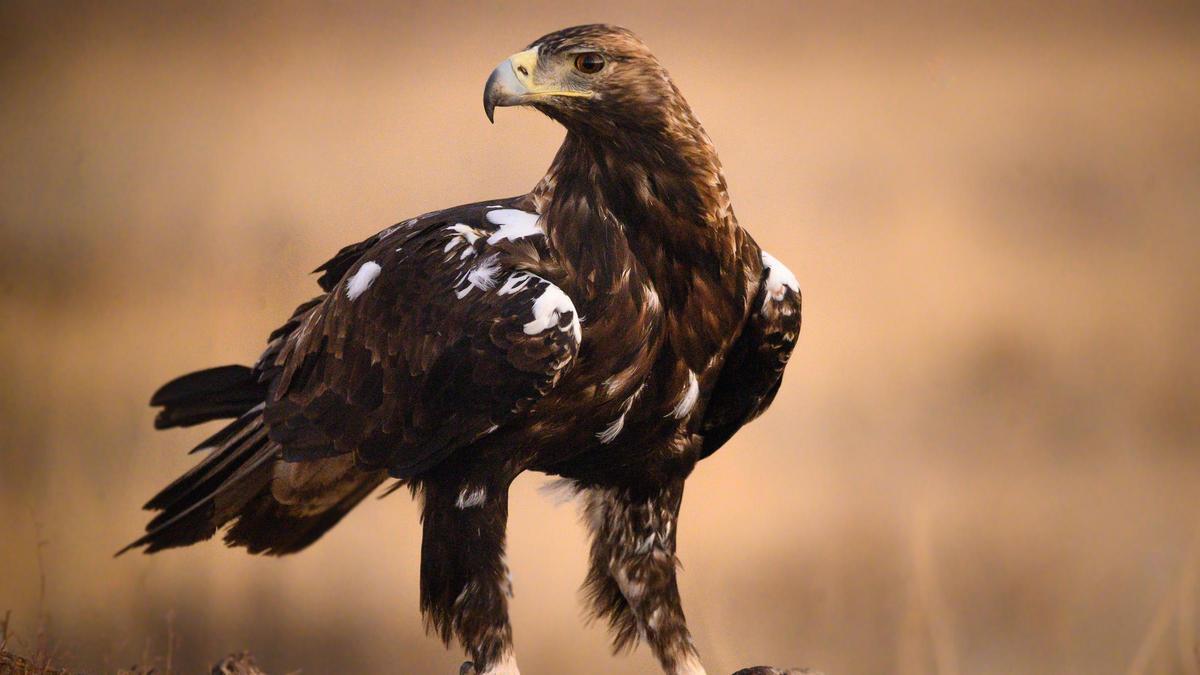 El águila imperial, una de las especies que mejora su situación en España