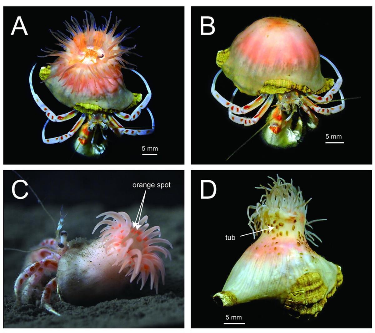 Morphologie externe et interne du Paracalliactis tsukisome. Vues de dessus du spécimen vivant avec les tentacules ouvertes (A) et rétractées (B). Spécimen vivant utilisé pour l’enregistrement vidéo comportemental (C). Vue postérieure de l'holotype fixe (D).