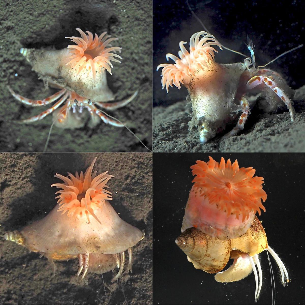 Paracalliactis tsukisome, une anémone de mer récemment découverte qui vit en symbiose avec les bernard-l'ermite sur les fonds marins profonds au large des côtes japonaises.