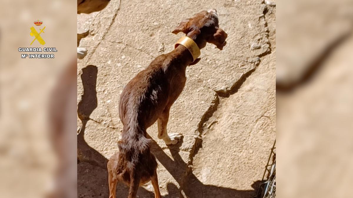 Investigan a un hombre por tener a 14 perros enfermos y desnutridos en una perrera particular de Huesca