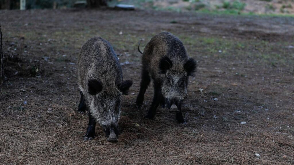 Dos jabalís en la torre de telecomunicaciones de Collserola, a pocos kilómetros de donde se han localizado los dos casos de peste porcina.