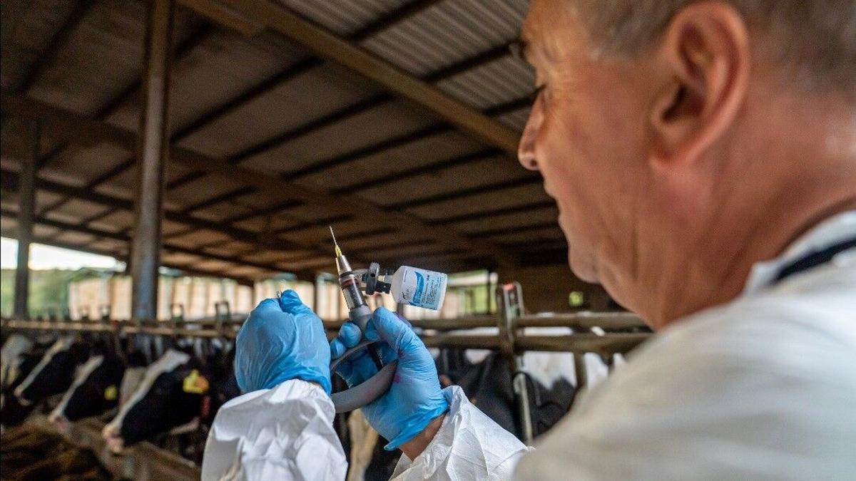 Un veterinario prepara una dosis para vacunar a unas vacas contra la DNC