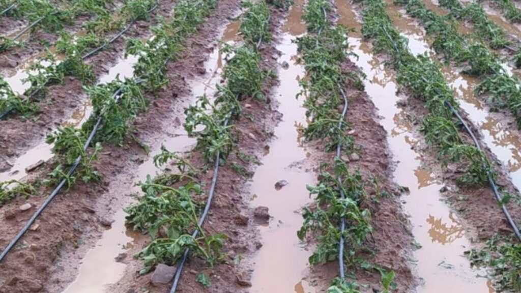 Uno de los huertos anegados tras el paso de la tormenta el jueves.