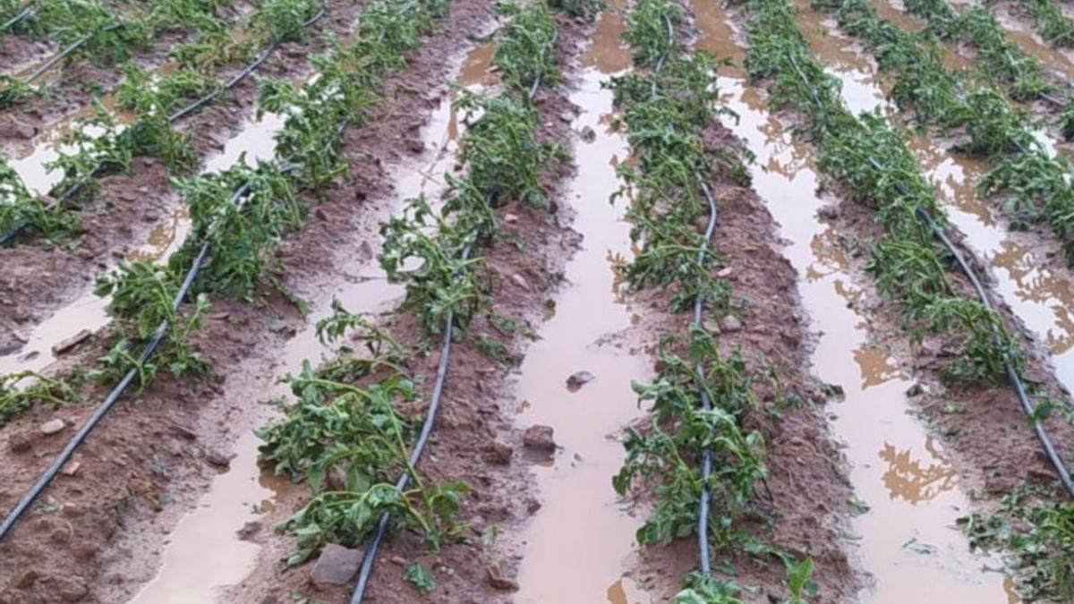 Uno de los huertos anegados tras el paso de la tormenta el jueves.