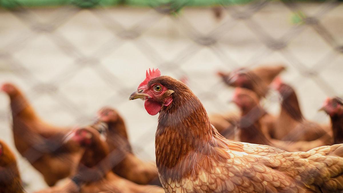 Gallinas ponedoras de huevos en una granja, en una imagen de archivo.