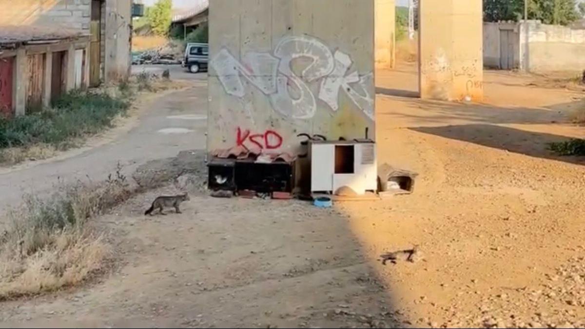 Un gato bajo el viaducto de La Ventosa.