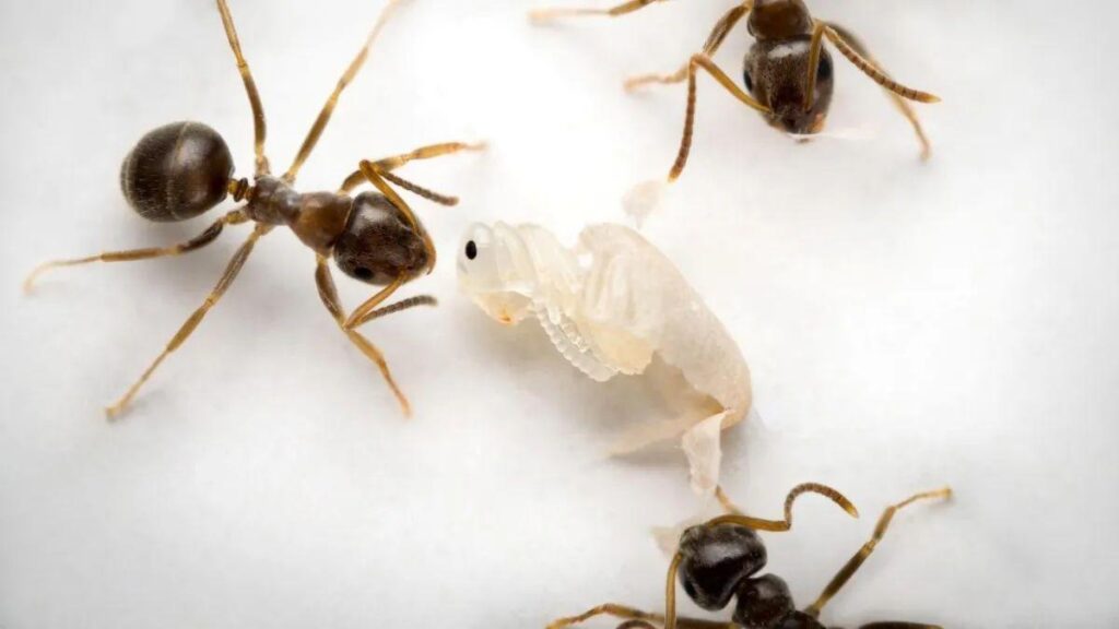 En el momento en que una pupa de hormiga señala su muerte inminente causada por una infección incurable, las hormigas obreras la sacan de su capullo y la desinfectan, generando su desaparición pero evitando el contagio del resto de la colonia.