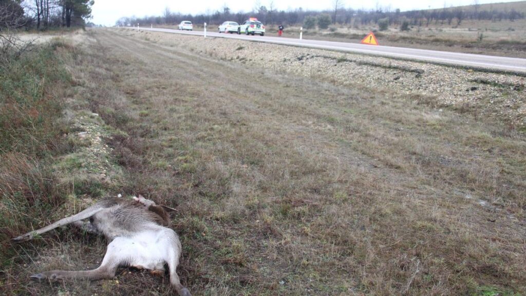 La cierva que provocó el accidente, en una cuneta de la N-631.