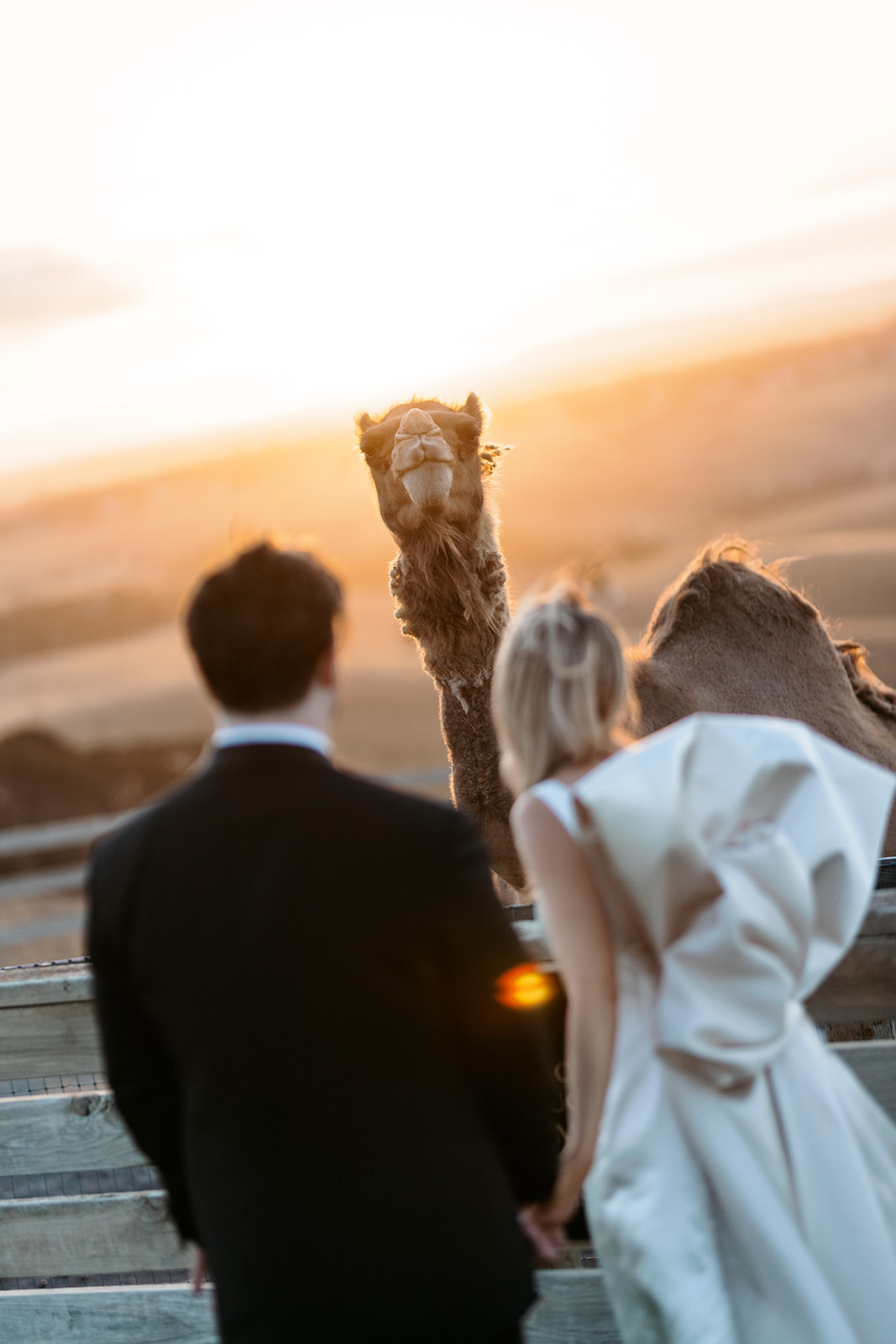 Les mariés regardent le coucher du soleil aux côtés d'un chameau à Marnong Estate Winery, Melbourne, mariée en robe de soie personnalisée avec un grand nœud dans le dos, photographie de mariage par Kinship by Kristy
